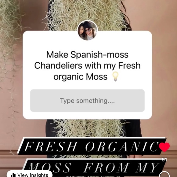 🍄‍🟫How To Care For Your Spanish Moss ,like this post all you need to kno… - Picture 16 of 17